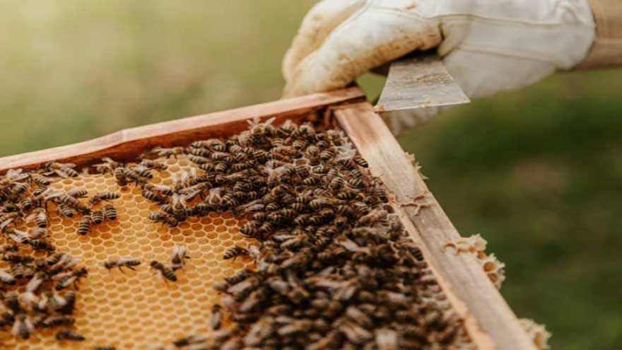 الامارات | أطلق خلية نحل على الشرطة استياء من مخالفة مرور