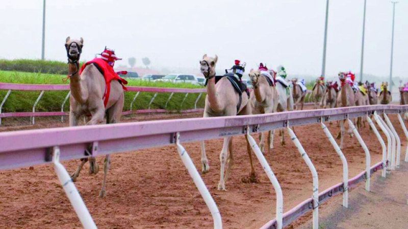 الامارات | ميدان الذيد يخطف الأنظار بمنافسات مثيرة في سباق «سن الفطامين» للهجن
