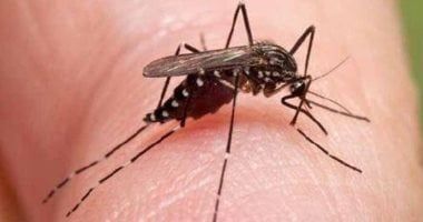 كيف يمكن الوقاية من لدغات البعوض؟ .. وزارة الصحة تجيب