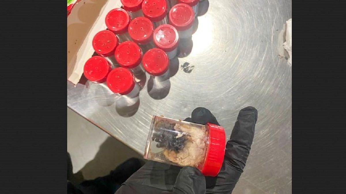 الامارات | طرد يصيب مسؤولي الجمارك في المطار بالذهول.. 1500 عنكبوت مخبأة بعبوات بسكويت