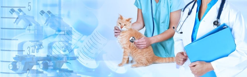 29 شرطًا لترخيص العيادات والمستشفيات.. "البيئة" تُحدّث دليل المنشآت البيطرية