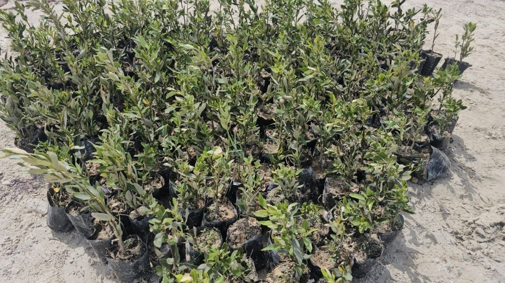 بينها الشرقية.. نجاح 3 مشاريع كبرى لاستزراع المانجروف في 3 مناطق