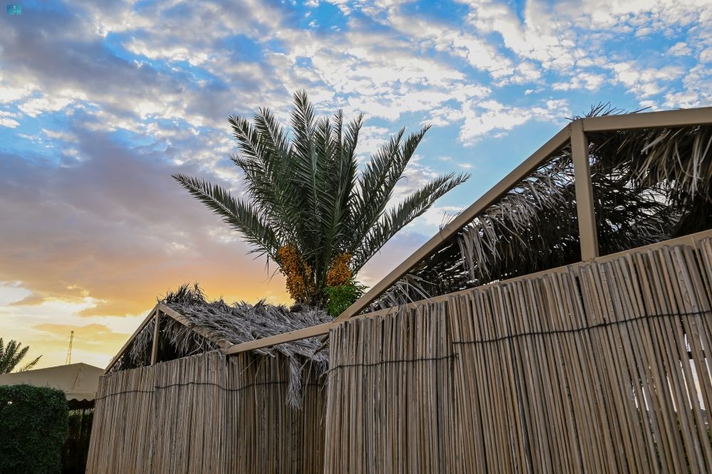موسم "الخرفة".. مزارع النخيل في العقيق تنتج 40 طنًّا سنويًّا