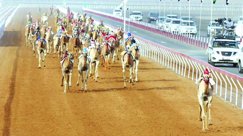 الامارات | مهرجان العين لسباقات الهجن.. نافذة جديدة للحفاظ على الموروث