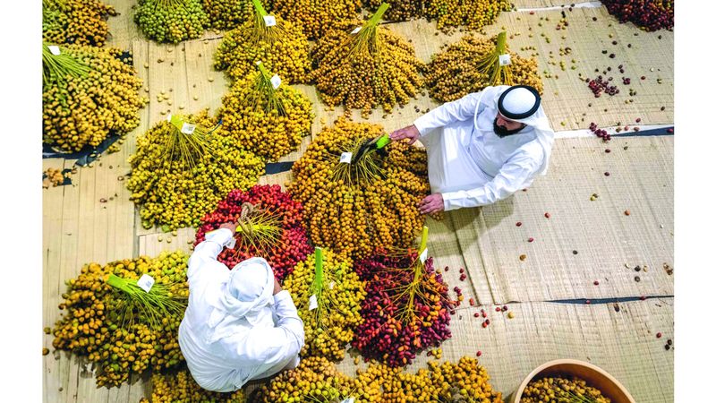 الامارات | «نخلة البيت» تظلل «دبي للرطب».. وسط إقبال فاق التوقعات