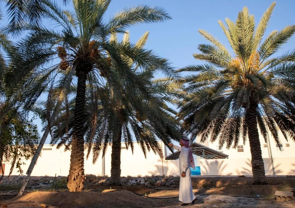 أخبار من السعودية.. نخيل "الصفرا".. بواكير موسم التمور "بشرى اقتصادية" لأهالي الجوف