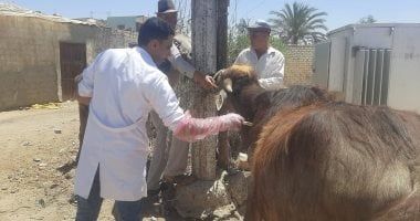 تحصين أكثر من 1.8 مليون رأس ماشية ضد الحمى القلاعية والوادي المتصدع