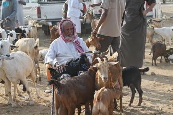 إعلان تفاصيل التراخيص الإلكترونية الجديدة لصغار مربي الماشية والدواجن