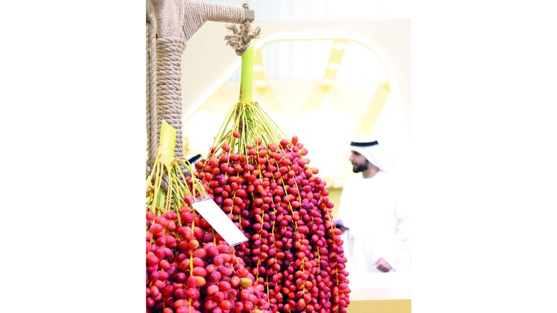 الامارات | عناقيد الخير في «دبي للرطب»