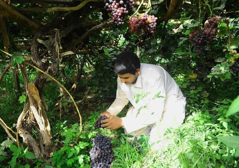 أخبار من السعودية.. موسم العنب.. يعزز الاقتصاد الزراعي والسياحي في نجران