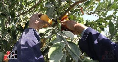 الموالح تتصدر الصادرات الزراعية المصرية بـ 1.9 مليون طن