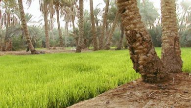 الإشراف الشامل على مزارع واحة الأحساء