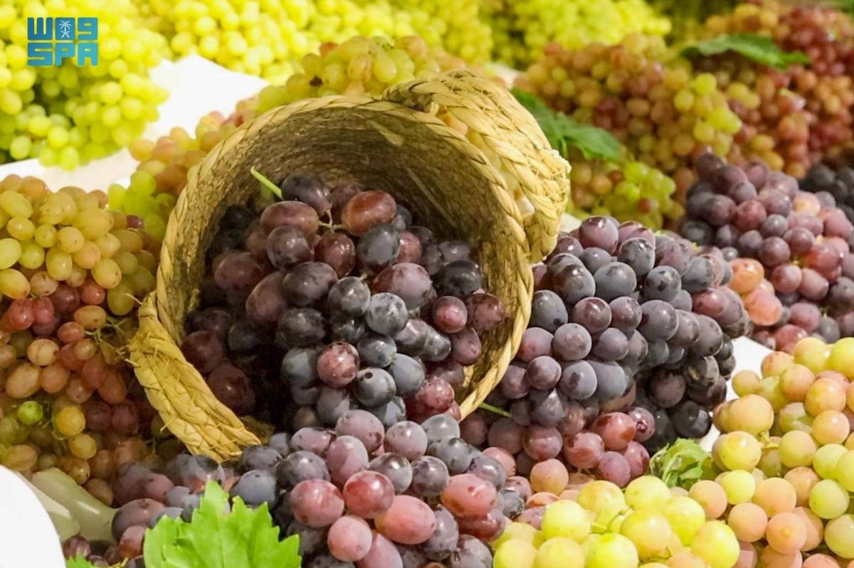 زراعة العنب في القصيم.. إنتاج نوعي يعزز تنوع المحاصيل ويدعم الاقتصاد المحلي