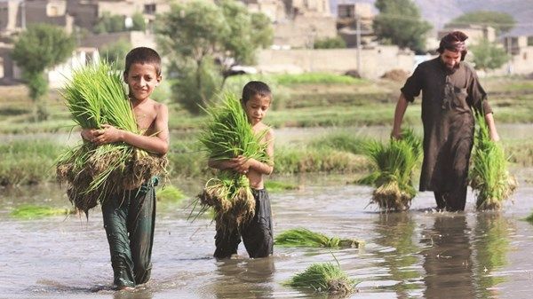 برنامج الأغذية العالمي يحذر من تفاقم الجوع في أفغانستان