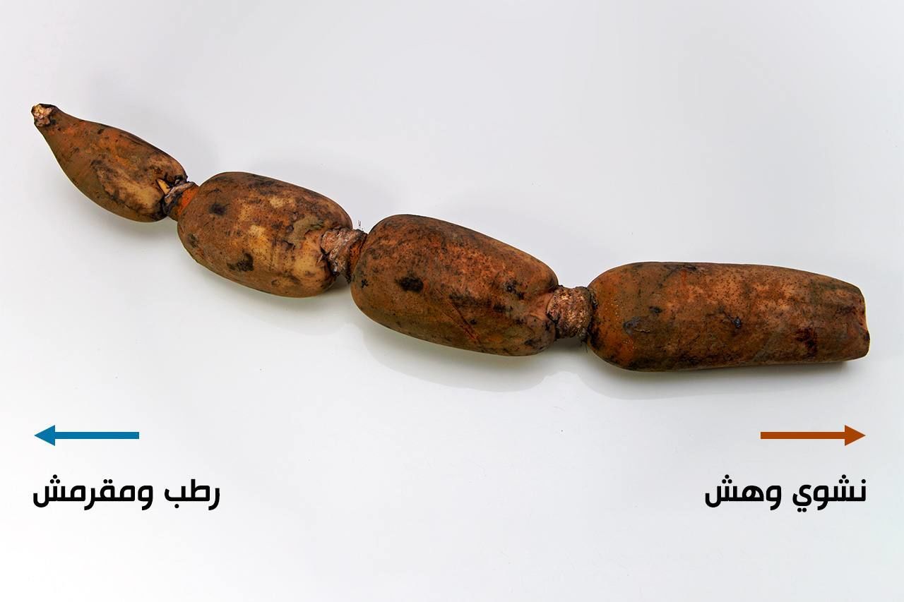 اليابان | جذور اللوتس اليابانية… خضار بطعم خاص ورمزية عميقة في الثقافة اليابانية