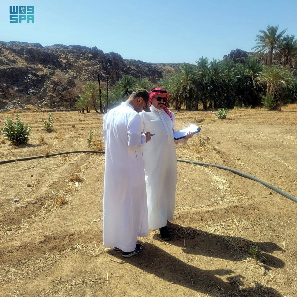 بيئة منطقة مكة المكرمة تتفقد مزارع الدخن بمحافظة الكامل