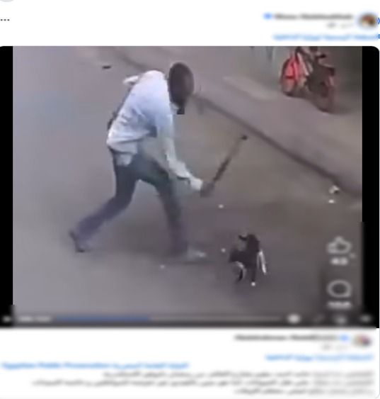 مهتز نفسيا .. القبض على شخص تعدى على قطة بالاسكندرية