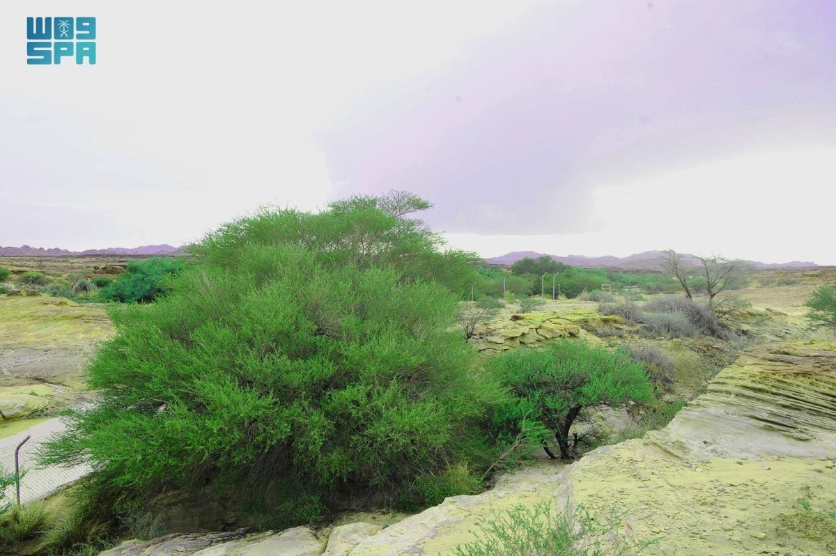 أجواء مطرية وغائمة في نجران تدفع سكان المنطقة وزوارها للتوافد على المتنزهات