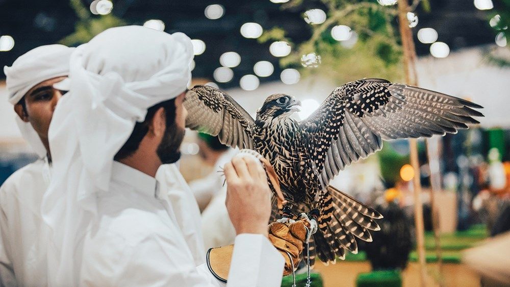 «صقّاري الإمارات» يُكرّس حضور السلوقي العربي