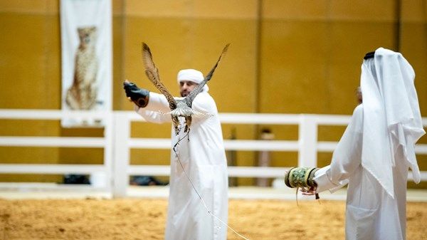 «الصيد والفروسية».. فعاليات مبتكرة تعزز الاستدامة ومنصات تفاعلية مع الزوار