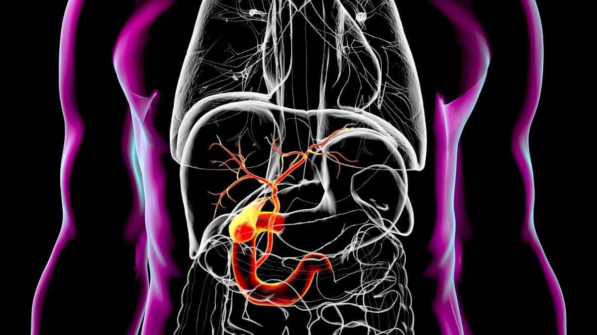 7 حقائق مذهلة عن الأمعاء.. دماغنا الثاني الذي يتحكم بالمزاج والمناعة
