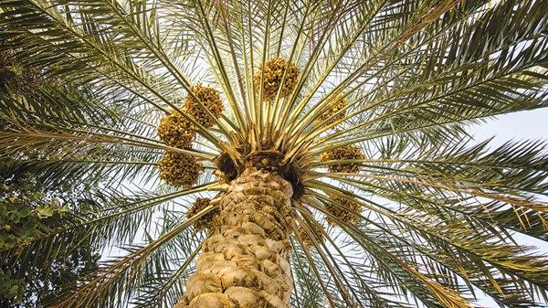 تنفذها «أبوظبي للزراعة».. برامج مبتكرة لتطوير قطاع النخيل وتعزيز استدامته