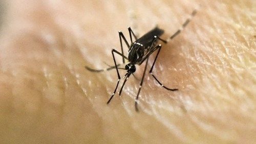 وفاة 12 شخصاً وإصابة 740 بحمى الضنك في بنجلاديش
