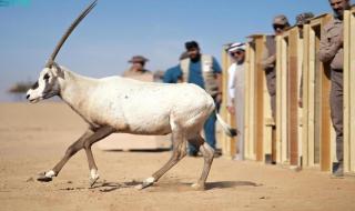 إطلاق 80 كائنًا فطريًا مهددًا بالانقراض في محمية الأمير محمد بن سلمان الملكية