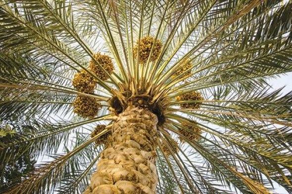 تنفذها «أبوظبي للزراعة».. برامج مبتكرة لتطوير قطاع النخيل وتعزيز استدامته
